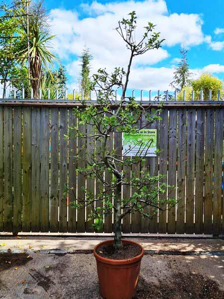Unique Cloud shaped Apple tree, expertly trained into Niwaki cloud shaped tree, for sale online, UK delivery