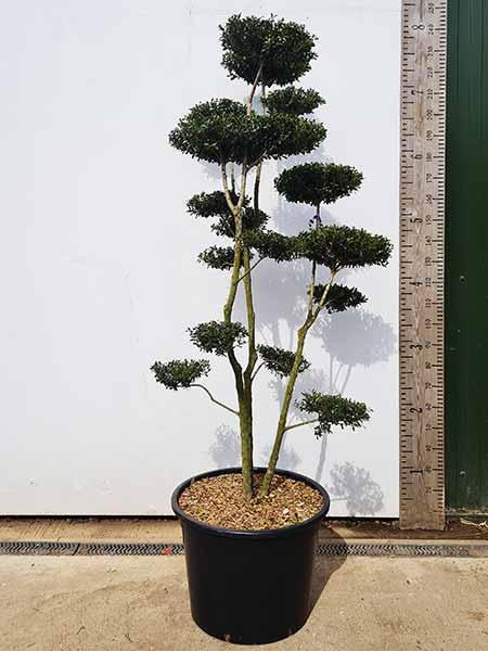 Unique Cloud Tree - Ilex Crenata for sale online UK