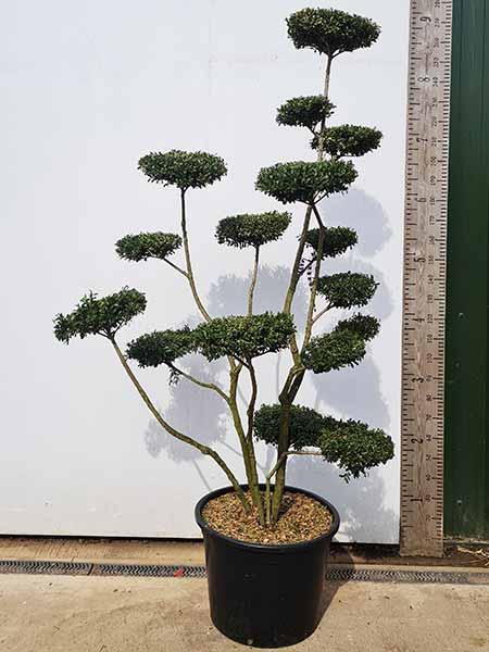 Ilex Crenata cloud trees - unique trained trees for sale UK