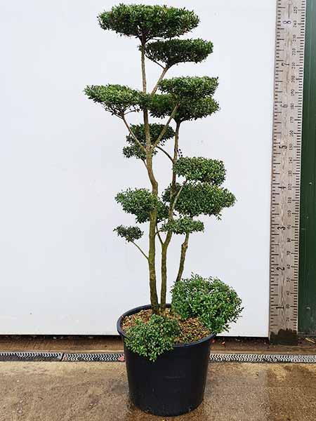 Unique Ilex Crenata cloud tree for sale with UK delivery