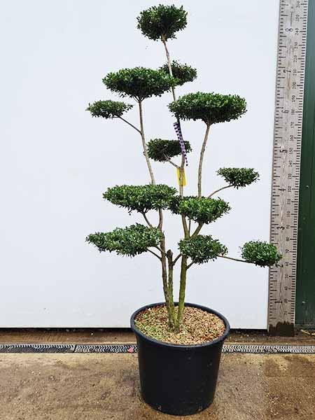 Ilex Crenata, Japanese Holly Cloud Tree, unique tree for sale UK