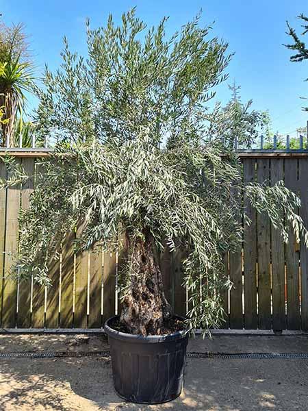 Ancient Olive Trees for sale UK delivery