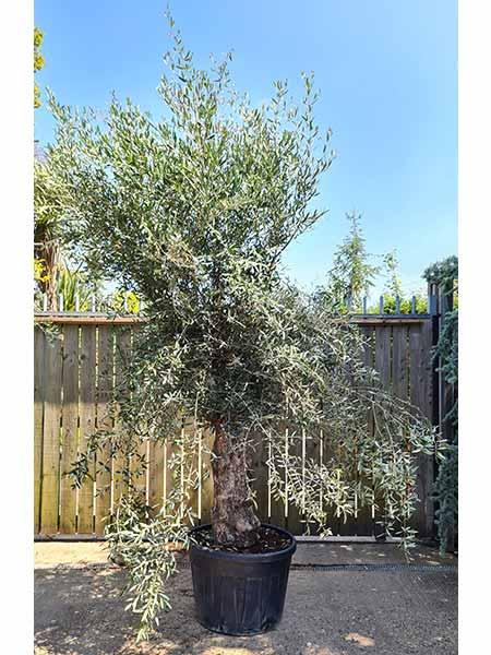 Mature Olive trees for sale online, UK delivery