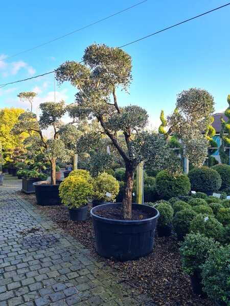 Olea Europaea Pom Pom trained Olive tree - buy UK