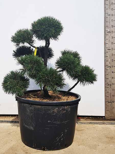 Pinus Mugo Gnom Cloud Tree Bonsai For Sale UK