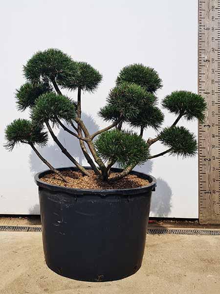 Bonsai Pinus Mugo Gnom - trained as a cloud tree, for sale online with UK delivery.