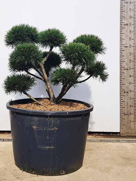 Pinus Mugo Gnom Japanese Style Cloud Tree Bonsai for sale UK