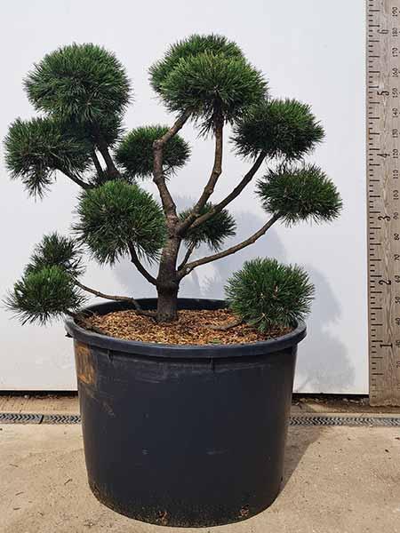 Pinus Mugo Gnom bonsai cloud tree for sale UK