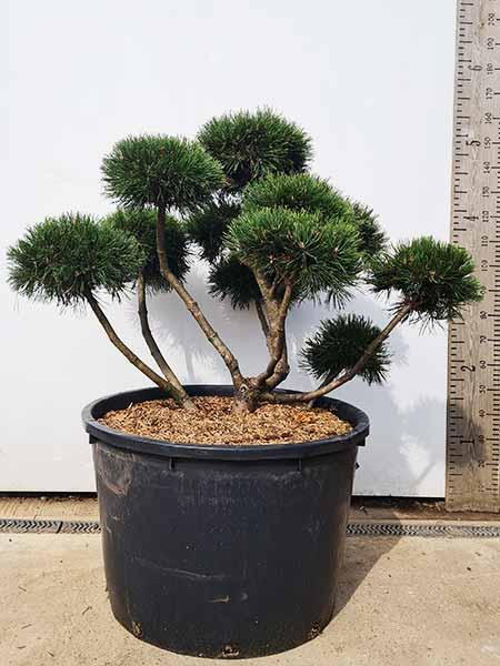 Pinus Mugo Gnom cloud tree trained garden bonsai tree. Buy UK