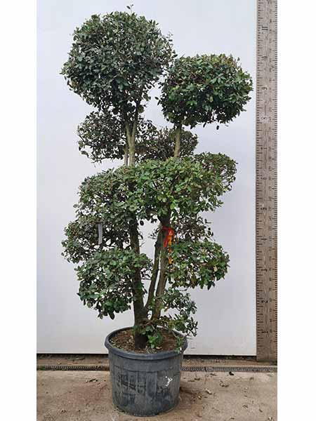 Holly Oak Cloud Tree - Quercus Ilex buy UK