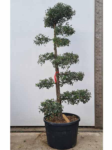 Quercus Suber Cloud Tree - Cork Oak Cloud tree buy UK