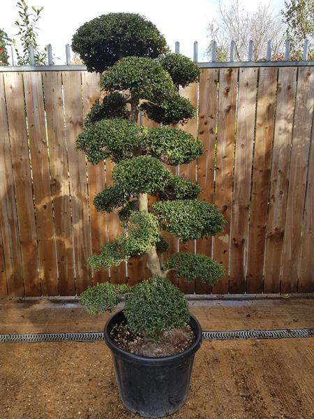 Beautiful proportions, you buy this exact Ilex Crenata Cloud Tree shown in this image - we deliver throughout the UK