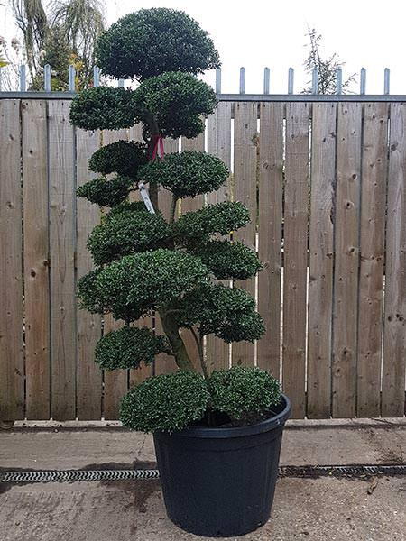 Unique specimen Japanese Cloud Tree - you buy the exact tree in the image, delivery UK