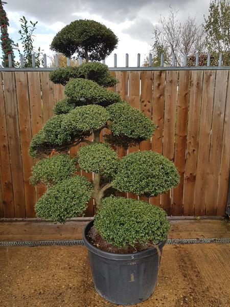 Ilex Crenata Japanese Cloud Tree - stunning specimen tree for sale online - you buy this exact tree, delivery UK wide