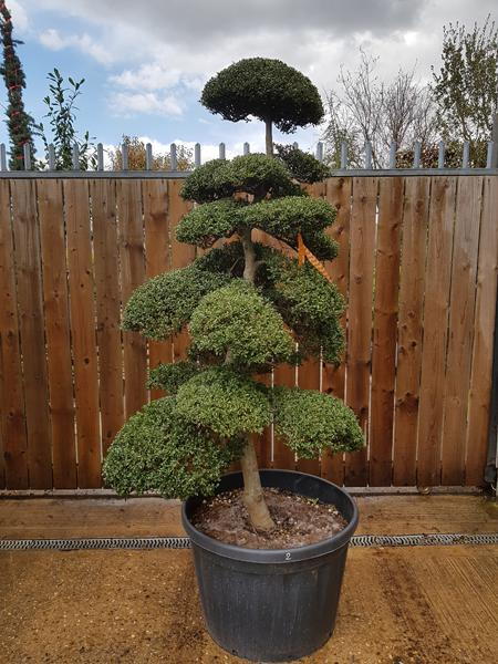 Ilex Crenata Cloud Tree - mature specimen tree, you buy this exact tree in the image - UK wide delivery