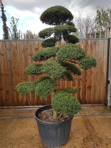Specimen Cloud Tree - Ilex Crenata Niwaki trained tree, you buy this exact unique tree online and we deliver throughout the UK