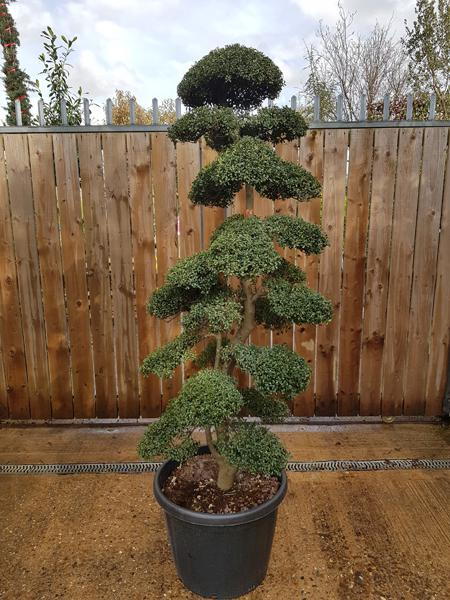 Ilex Crenata Cloud Tree, good sized specimen, single stem tree, this is the exact tree you buy, UK wide delivery