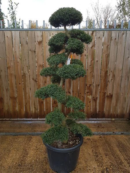 Japanese Ilex Crenata Cloud Tree, good quality specimen tree, single stem, you buy this exact tree, we deliver throughout the UK