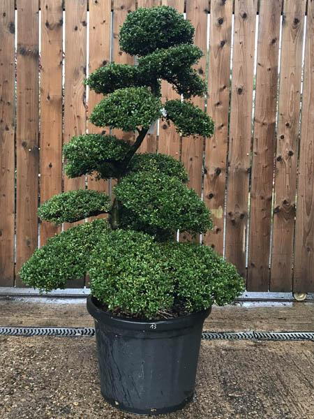 Beautifully shaped Japanese cloud tree - you buy this exact tree in the image