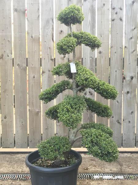 Unique Ilex Crenata Japanese Cloud tree - you buy this exact tree in the image, delivery throughout the UK