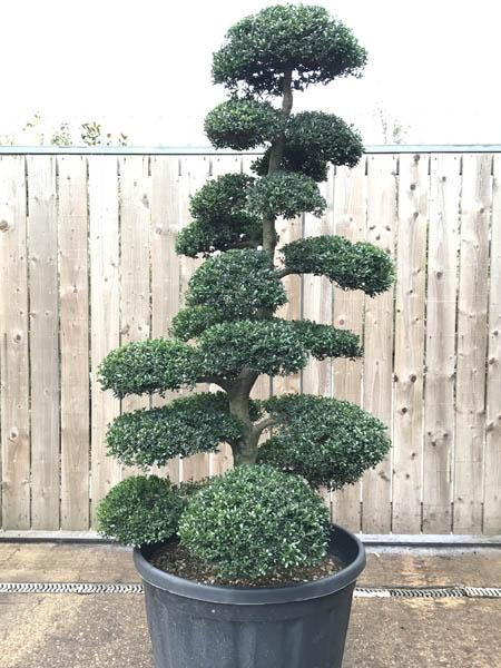 Ilex Crenata Cloud Tree, trained from Japanese Holly, buy this exact tree in the image, with UK delivery