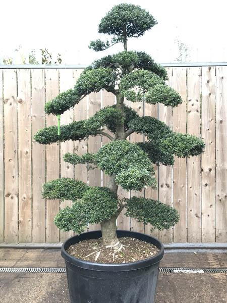Ilex Crenata Cloud Tree £3990, buy this tree online with UK nationwide delivery.