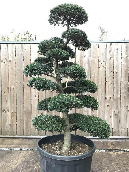 Ilex Crenata Cloud Tree or Japanese Holly cloud tree, trained over many years you buy this exact tree, UK delivery.