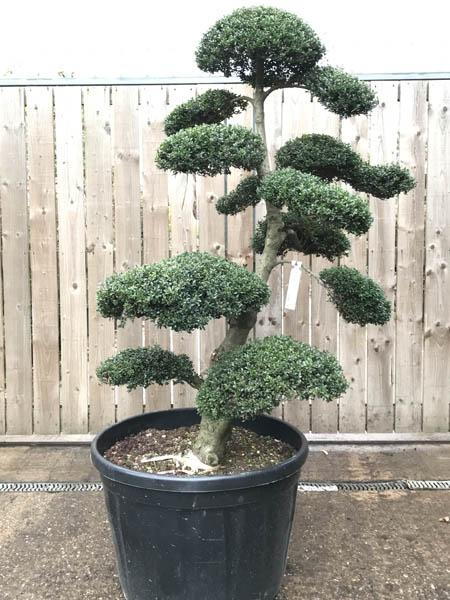 Japanese Holly cloud tree, Ilex Crenata Cloud Tree, buy this exact tree in the image - UK delivery.
