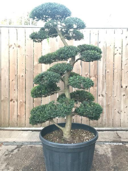 Japanese Cloud trees, buy the exact tree in this image - delivery throughout the UK. Cloud tree specialist nursery.