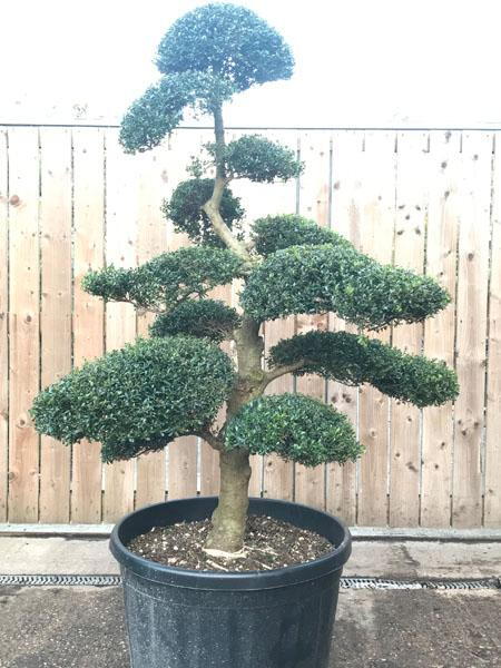 Ilex Crenata Japanese Cloud Tree, buy the tree you see in the image with UK nationwide delivery.