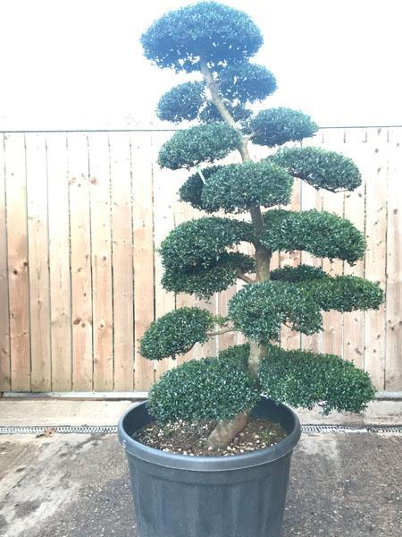 Japanese Cloud Tree - beautiful specimen tree, you buy this exact tree in the image - delivery throughout the UK.