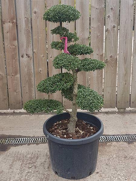 Japanese Holly Cloud trees for sale with UK delivery, smaller sized trees at sensible prices.