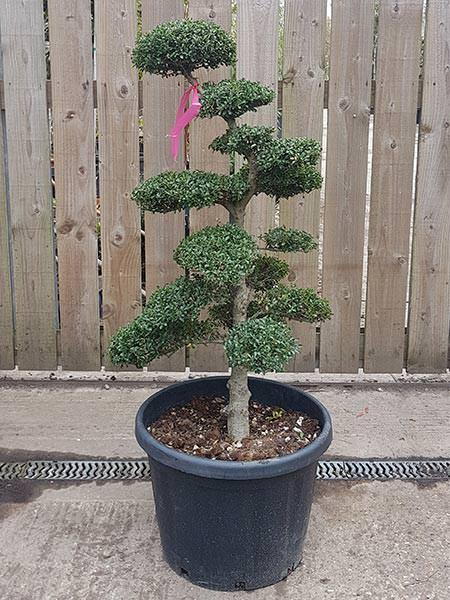 Japanese Cloud trees, Ilex Crenata, beautifully trained and small size, UK delivery.