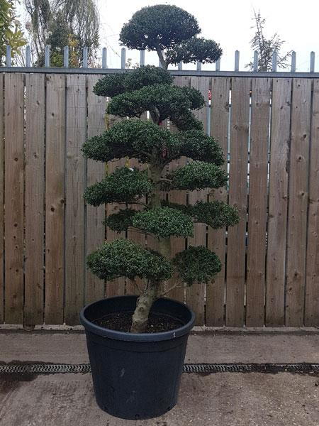 Stunning specimen cloud trees, trained for years from Ilex Crenata. You buy this exact tree in the image.