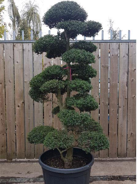 Mature cloud tree - trained over many years to this spectacular shape. You buy this exact tree in the image, we deliver throughout the UK.