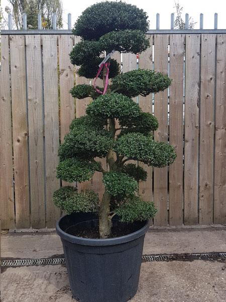 Stunning, mature cloud tree, trained by experts into this beautiful cloud tree shape. Buy this exact tree, delivery UK.