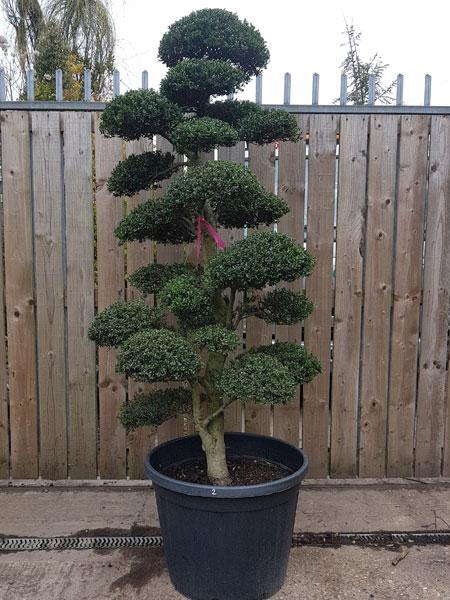 Large mature Ilex Crenata, Japanese Holly Cloud Tree, beautiful specimen tree, you buy this exact tree in the image