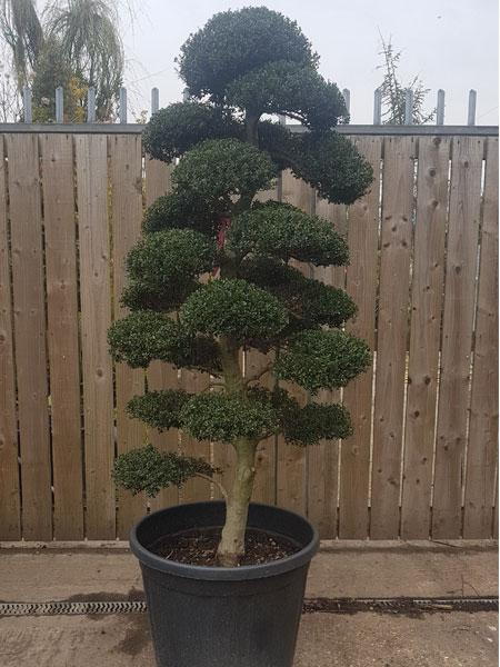 Ilex Crenata Cloud Tree, 1.9 metres high, beautiful specimen tree, expertly trained into classic cloud shape, buy UK.
