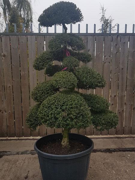 Japanese Holly, Ilex Crenata Cloud Tree. Expertly trained, you buy this exact tree in the image. For Sale UK