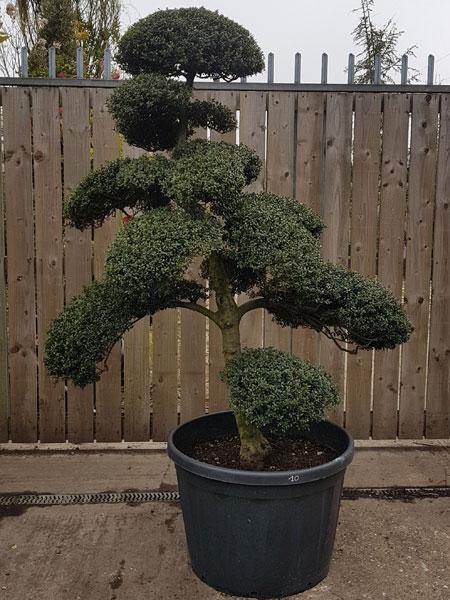 Unique Japanese Holly, Ilex Crenata Cloud Tree, stunning shaped tree, you buy the tree you see in the image, delivery UK.