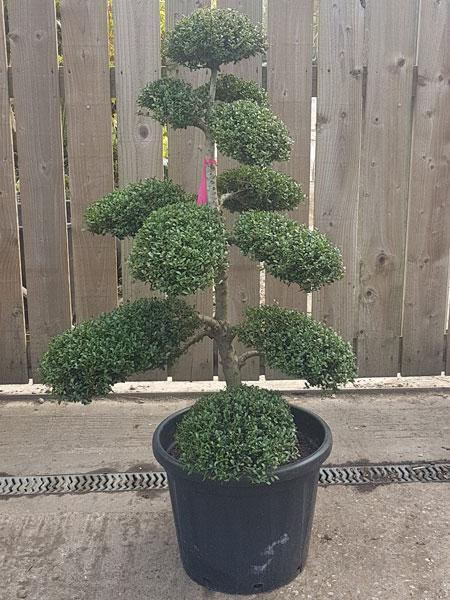 Smaller Ilex Crenata Cloud Tree, Japanese holly clipped into cloud shapes, you buy this exact tree in the image. Delivery UK