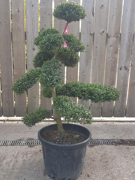 Unique Japanese cloud tree, clipped from Ilex Crenata, you buy the tree you see in this image, delivery throughout UK.