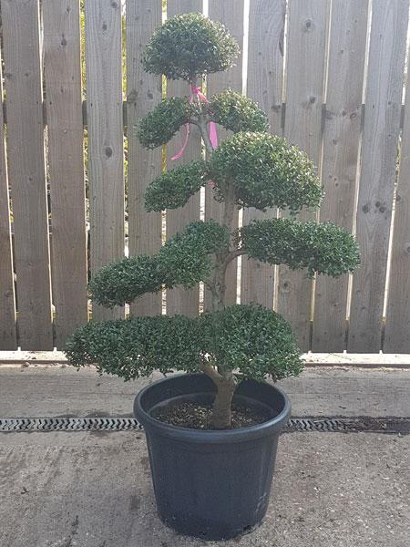 Japanese Holly, Ilex Crenata Cloud Tree, clipped into shape, easy to maintain, for sale UK.