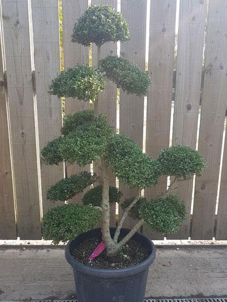 Ilex Crenata Cloud Tree - buy this exact tree and we deliver in the UK