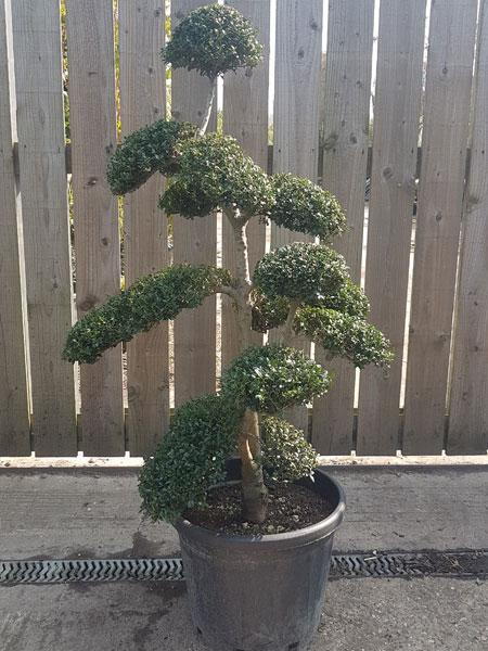 Japanese Holly - Ilex Crenata Cloud Tree £1250 buy online UK