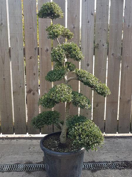 Japanese Niwaki Ilex Crenata Cloud Tree - you