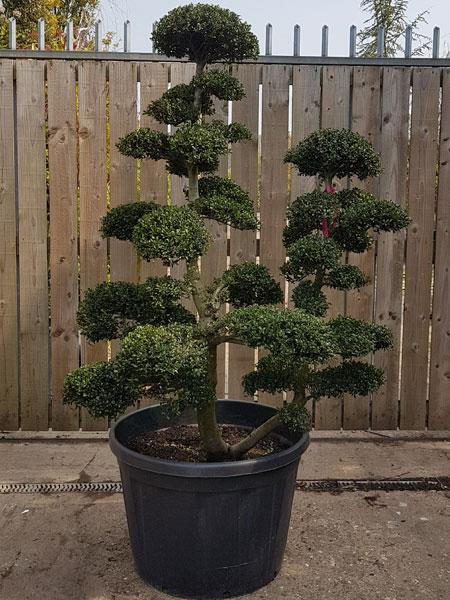 Japanese trained Ilex Crenata Cloud Trees, you buy this exact tree and we deliver in the UK
