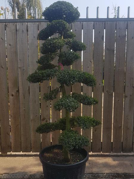 Japanese Ilex Crenata Cloud Trees large selection of unique trees with delivery in the UK