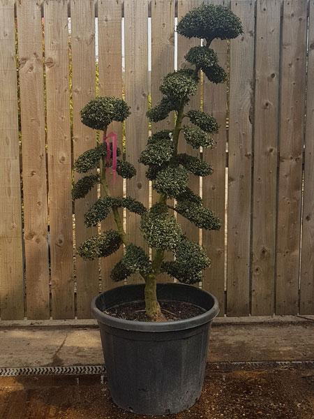 Twin stemmed Japanese cloud trees, trained from Ilex Crenata Cloud Tree - you buy this exact tree.