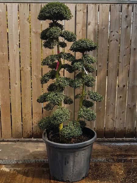 Niwaki Japanese Cloud Tree Ilex Crenata, trained by experts into this beautiful shape - you
